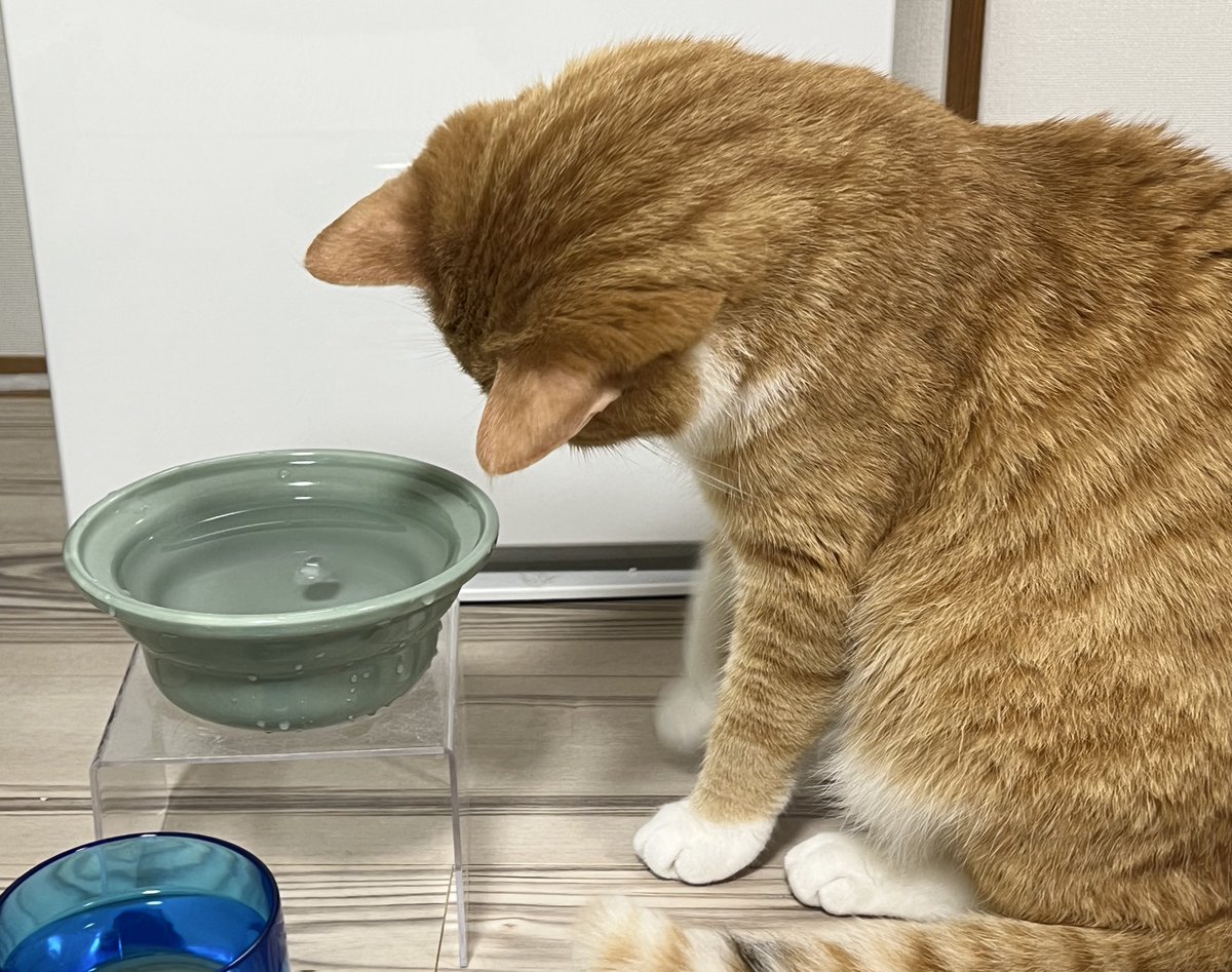 お水に氷入れたら
触っていいのか？
ってすごく悩んでて可愛い