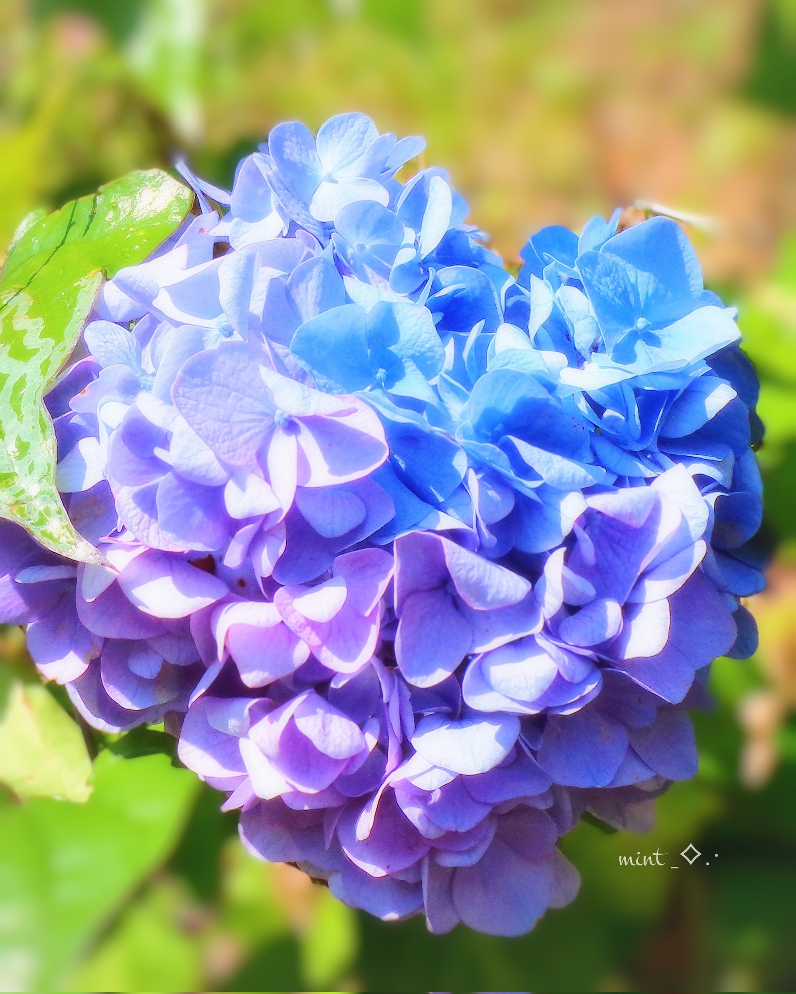 知花園子 on X: 