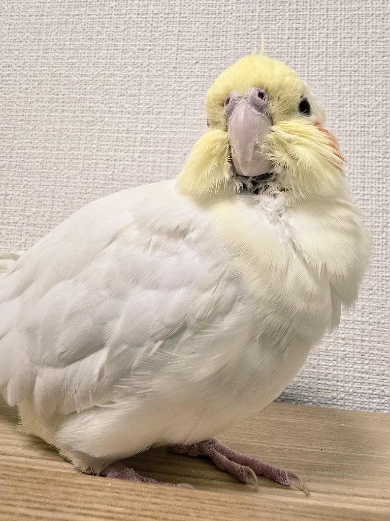 みなさんこんばんは

ふわふわチョコたん🐥

#チョコたん #オカメインコ