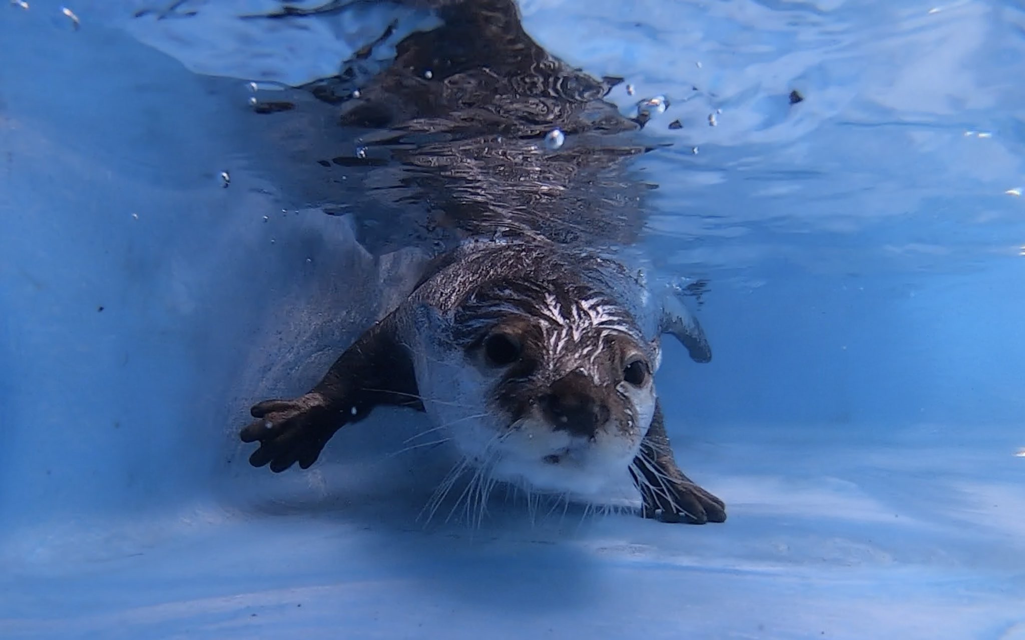 【SORAさまご予約品】知る人ぞ知る東欧の巨匠ブルノフスキーの超絶技巧リトグラフ 伝説のホップ SORACHI 1984 350ml 12本入り | 北海道上富良野町
