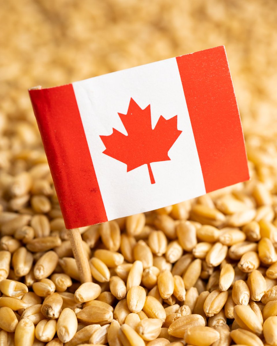 Happy Canada Day from CrossRoads!
Today, we celebrate the land we grow on, the people who farm it, and the communities that support Canadian agriculture.