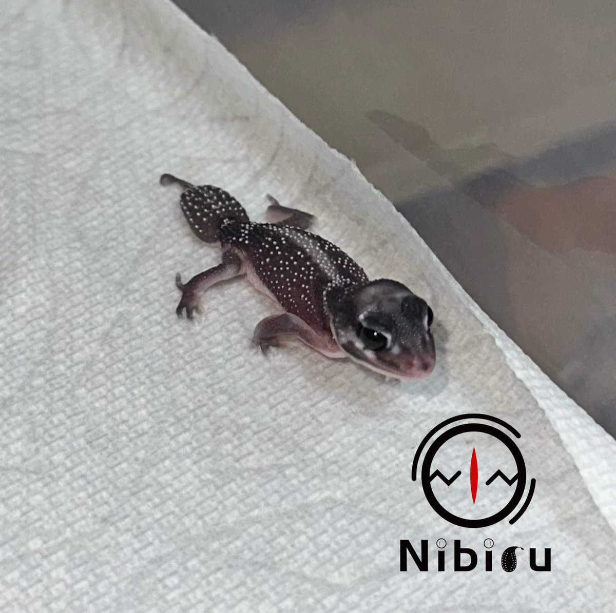 0530Kr's tweet image. Nlp dh albino putty
今年も可愛子ちゃんお目見えです🔥
#ピルバラナメハダタマオヤモリ