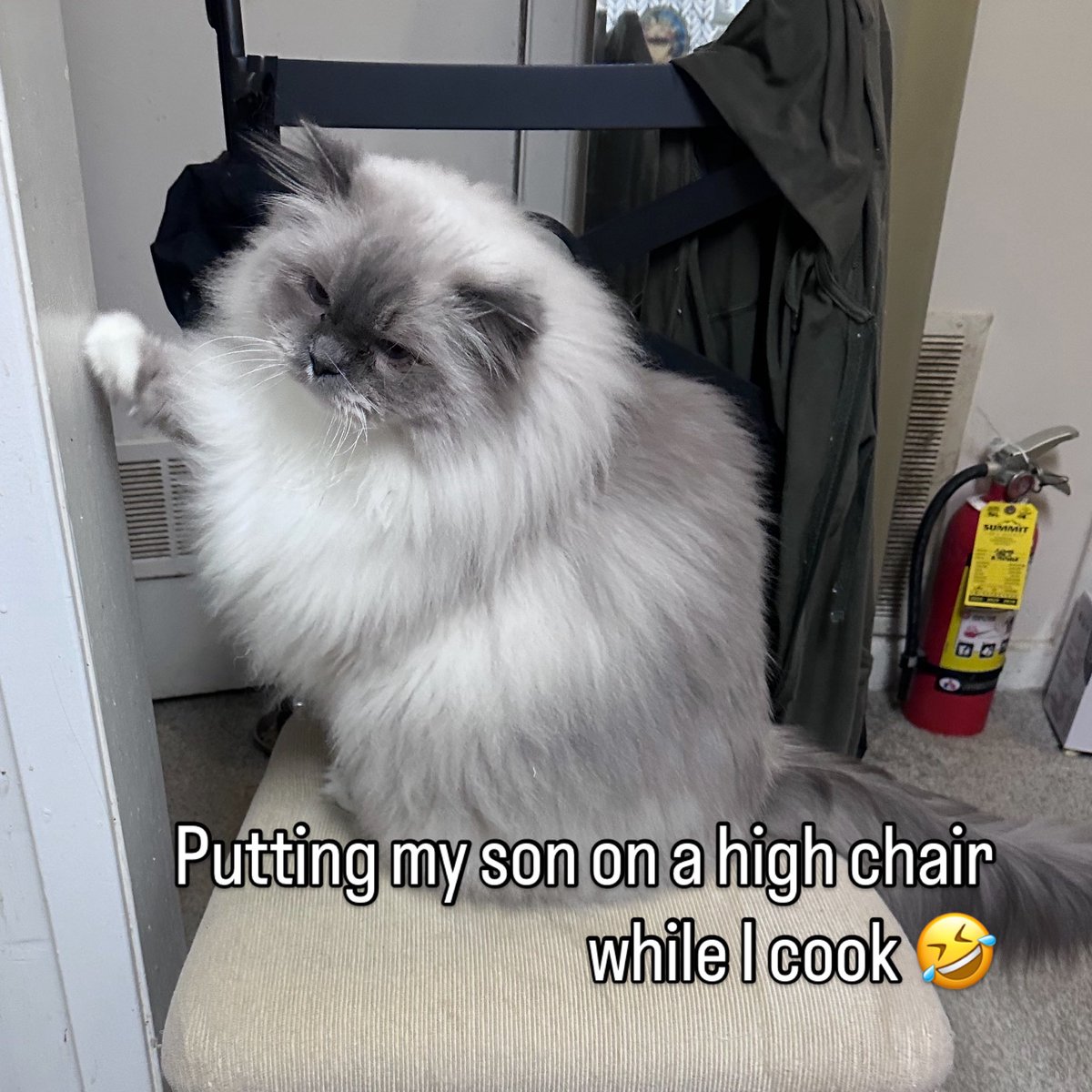 #CatsofTwittter  Sig has to be near me during all waking hours or he has the sads.