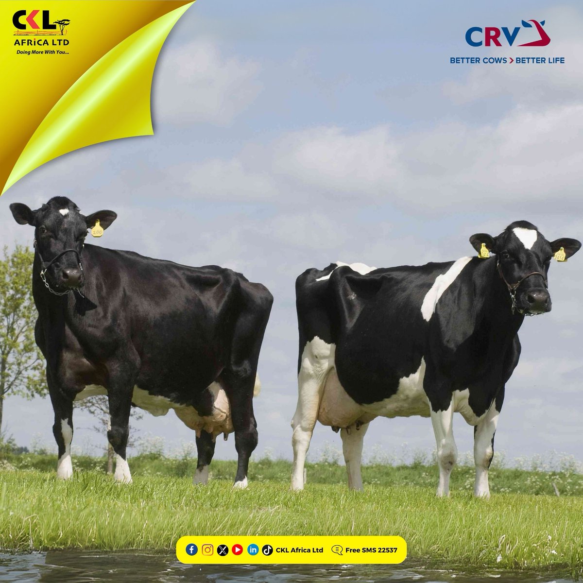 Happy New Month! Step into July with strength, health, and high performance just like our CRV cows! This month is your opportunity to breed better, milk more, and grow faster. ckl.africa/product/crv/ #bettercowsbetterlife