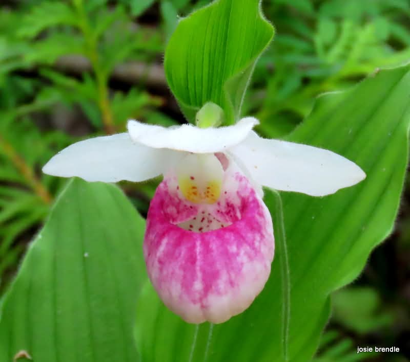 josie brendle tweet media