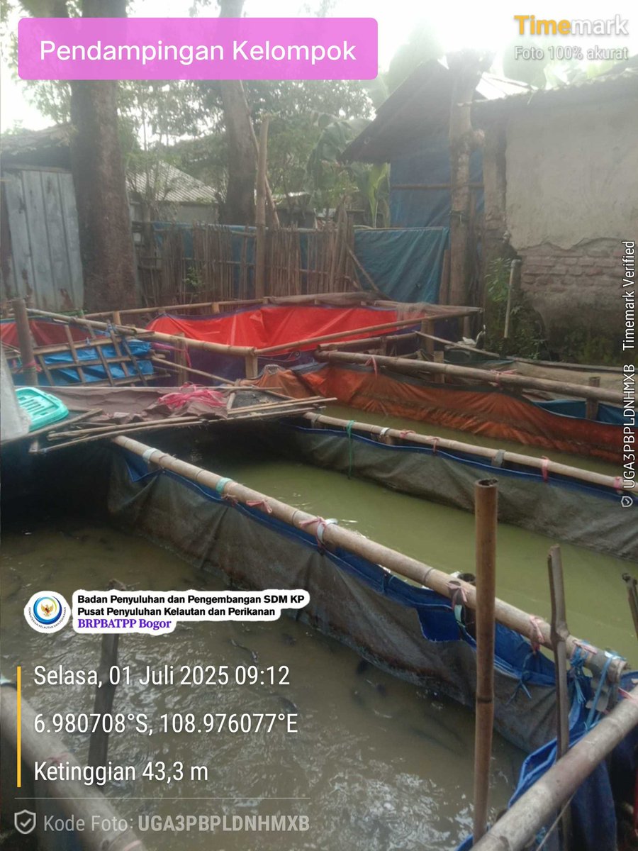DIchtiarso57106's tweet photo. Selasa,1/7/2025 Anjangsana Pokdakan lele sor Pring Desa Kedungbokor Kecamatan Larangan Kabupaten Brebes pembesaran ikan lele kolam terpal 10 unit 
@bppsdm_kp 
@brpbatpp_bogor 
@kkpgoid https://t.co/n7a6Td7IVS