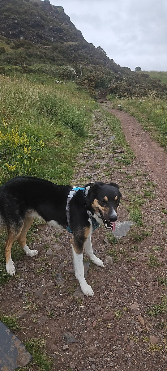 Davie_T's tweet photo. Walking the kings park with #Charlie, listening to catch up @GrantStottOnAir #vinylcollective keeps the old bones groovin. Wish I'd known about the record sale!! https://t.co/TC1LmI3mXb