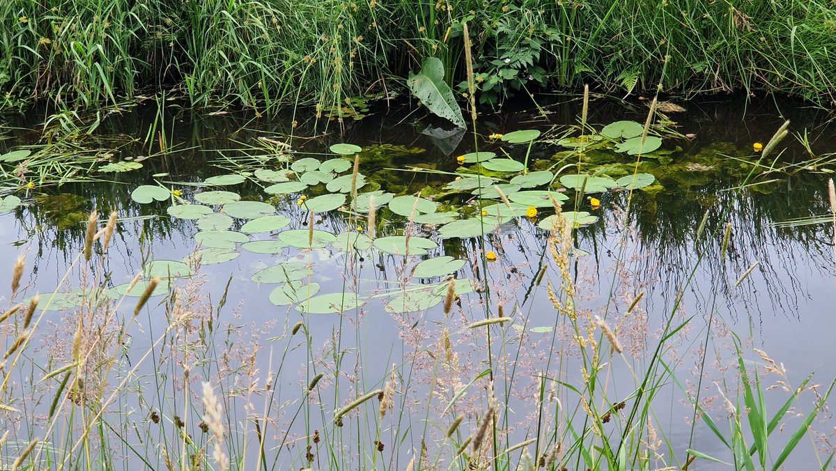 🌳💦Het zijn warme dagen, maar gelukkig zijn er ook koelere plekken in de Noardlike Fryske Wâlden. Zo dobberen meerkoeten met hun jongen in de boerensloot en kunnen koeien vertoeven in de schaduw van de boomwallen. #zomerweer