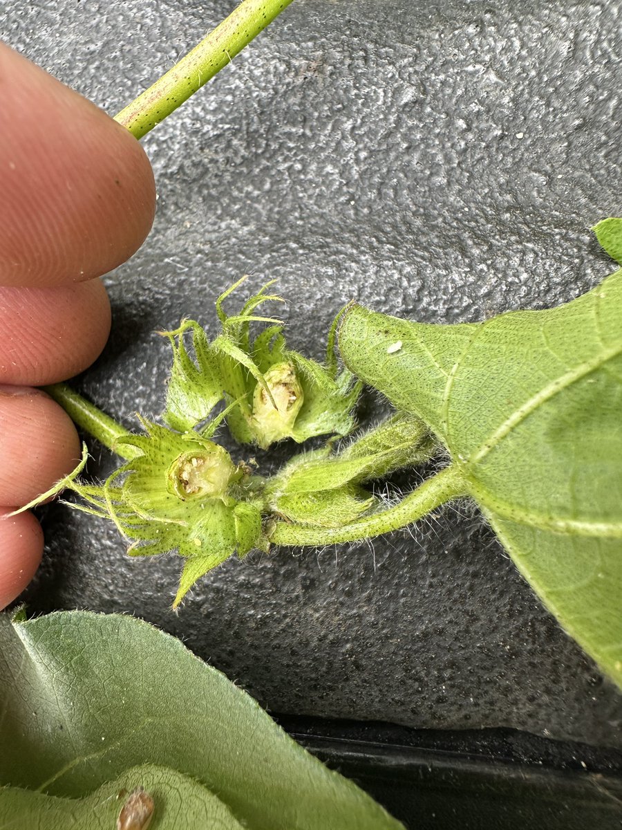 Tales of Cotton Insects: Tuesday, July 1, 2025. #ALcrops <a href="/Ron_Smith23/">Ron Smith</a> alabama-insects.blogspot.com/2025/07/tales-…