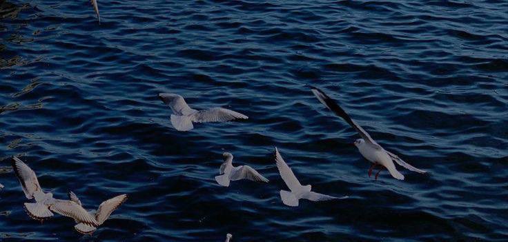 غاليه المعبدي (@ghalehalharbi) on Twitter photo 