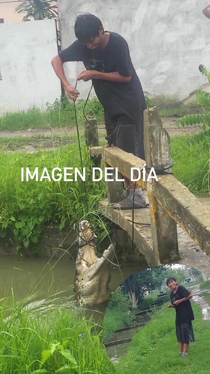 😧 😨 🐊 

‼️ Menor captura Cocodrilo 

La “pesca” fue en la Col. Candelario Garza en #Madero #Tamaulipas, se trata de un enorme cocodrilo de casi 3 metros que salió tras las lluvias constantes de #Barry