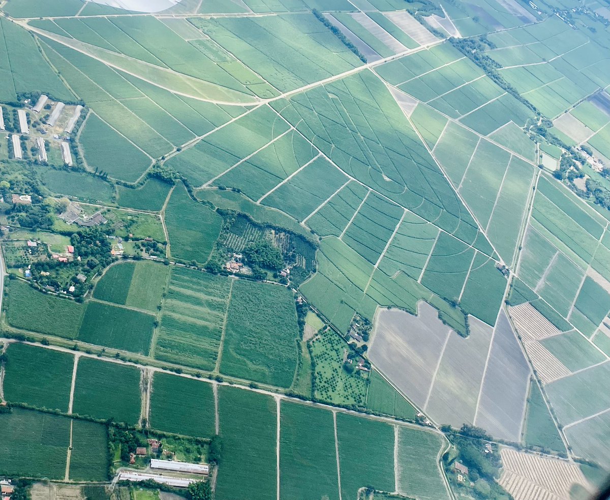 DIANNYMARCELA's tweet image. ¿Orden o desorden?
Cañaduzales entre Palmira y Cali, Valle-Colombia. @wilcheschaux