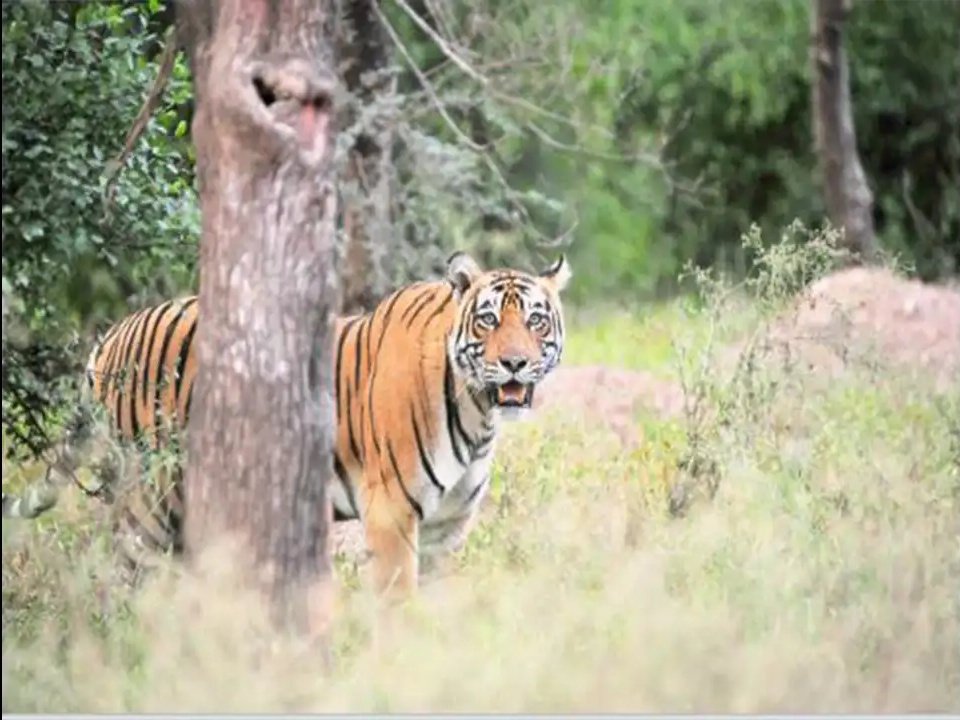 The Amrabad Tiger Reserve in Achampet, Telangana, will remain closed to tourists and wildlife enthusiasts from July 1 to September 30, in line with NTCA and Tiger Conservation Plan guidelines. 

The seasonal closure aims to ensure wildlife safety, especially during the crucial