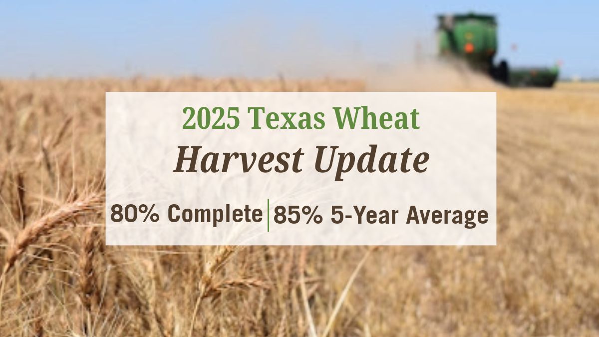 Producers in the Blacklands and Rolling Plains regions are taking advantage of drier weather to wrap up their harvest, but sporadic rainfall continues to impact harvest speed in the Panhandle and South Plains.

Get more updates at buff.ly/hHAGnDq