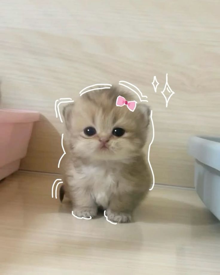 If being cute is crime, she'll be the first one to get arrested !🥹