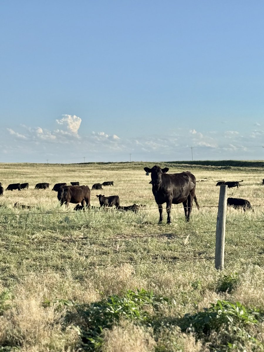 Regenerative Eastern Colorado grazing 🇺🇸