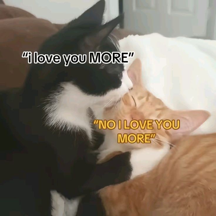 my msg. (@_mymsg) on Twitter photo 