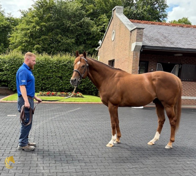 It’s a privilege for #HorseCountry to help open the gates and hearts of places like #Kildangan, inviting guests into the quieter, deeper stories of Ireland’s remarkable horseland.⁠

New summer tours updated.
🔗 horsecountry.ie/upcoming-tours/

#VisitIreland #SummerInIreland