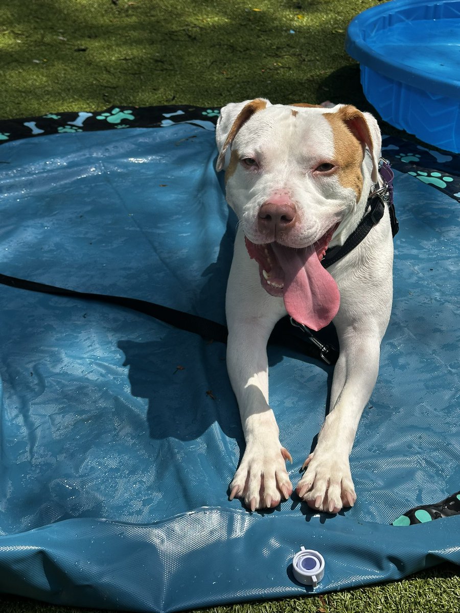WhispyFaelan's tweet photo. @Xeneiuh I hope work babies count? (I work at an animal shelter) first is mine and rest of work babies https://t.co/JBRkAN4CGD