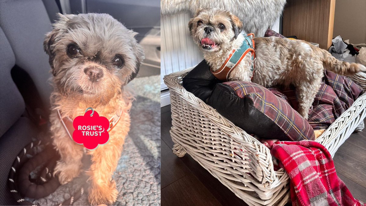 This Oscar is definitely a winner 🏆

We are looking for a home for Oscar after his owner, who was supported by Rosie's Trust, sadly passed away.

Thank you to our Foster Carer volunteer currently looking after him ❤️

For more info on adopting Oscar ⬇️
rosiestrust.org/news/could-you…