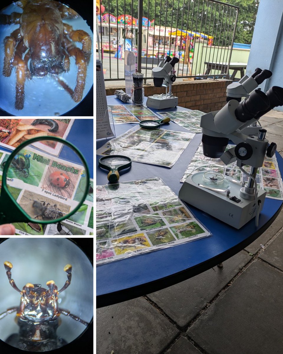 darwincentre's tweet image. All set up at Waldo Williams Primary for their summer fete! Minibeasts and microscopes ready to go! #STEMfun #Minibeasts #Invertebrates #Microscopes #Schoolfete #summer #Insects #Arachnids #Myriapods @DragonLng