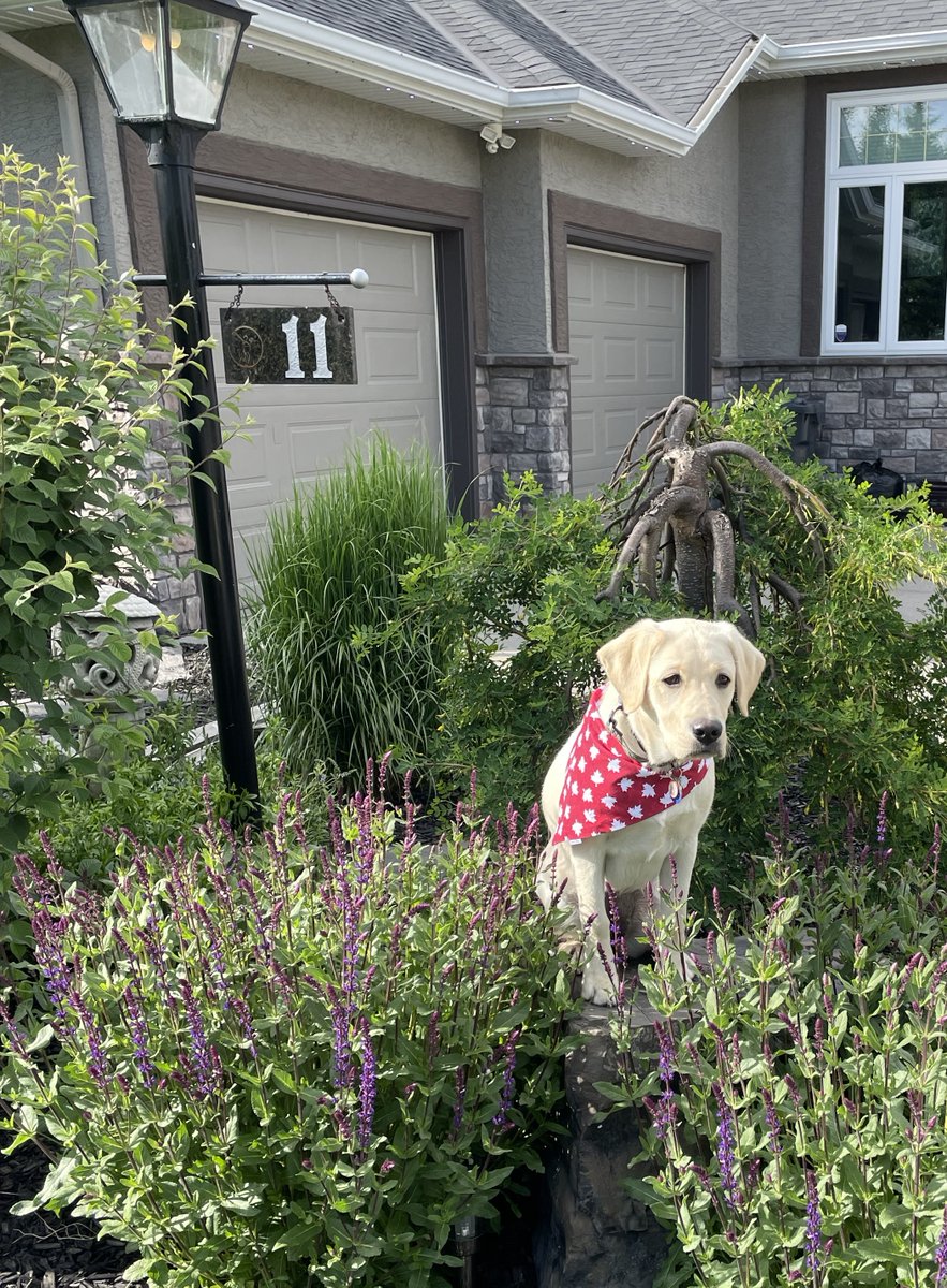 BC & Alberta Guide Dogs tweet media