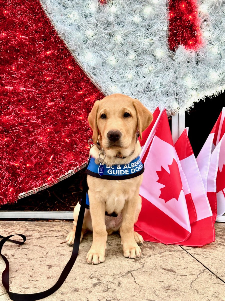 BC & Alberta Guide Dogs tweet media