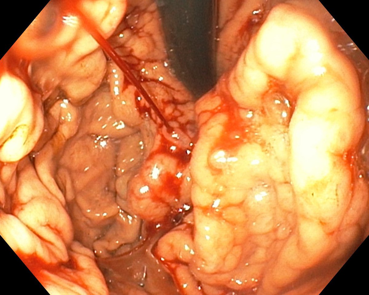 Edgar Julian Ferreira Bohorquez tweet media