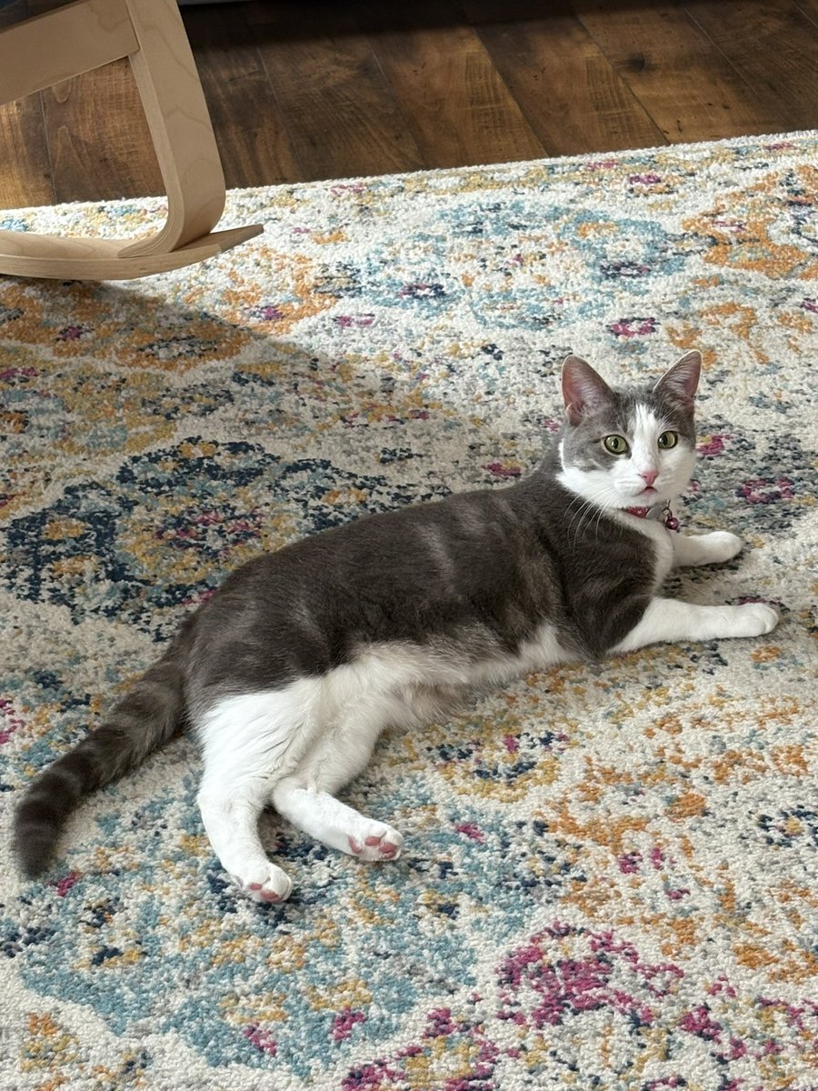 sumtimes I loaf. sumtimes I sploot. Da duelallity of bein cat