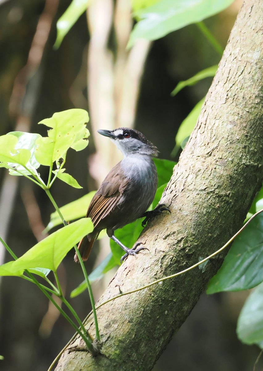 Black browed Babbler, South Kalimantan last week
