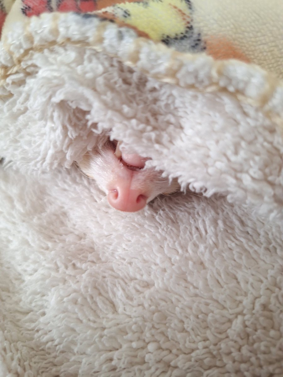 ここは飼い主の枕の上