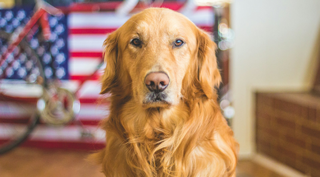 Fireworks can frighten pets and lead to runaways. Keep them safe indoors, use calming aids, update ID info, and avoid leaving them alone during July 4th sweeps.pet/keeping-pets-s…