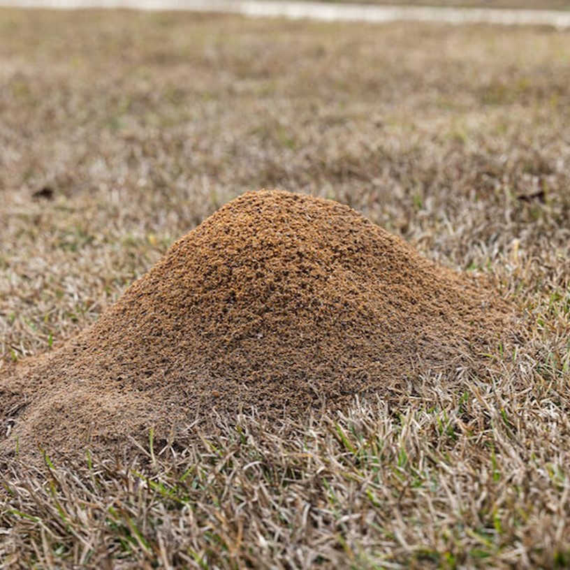 Diypestanderson's tweet image. Say goodbye to stubborn ant trails with our powerful ant control products! They’re tough on ants and safe for your home. Visit us today to start your ant-free life! #AntControlProducts
roachcontrolproductsanderson.com/about_us