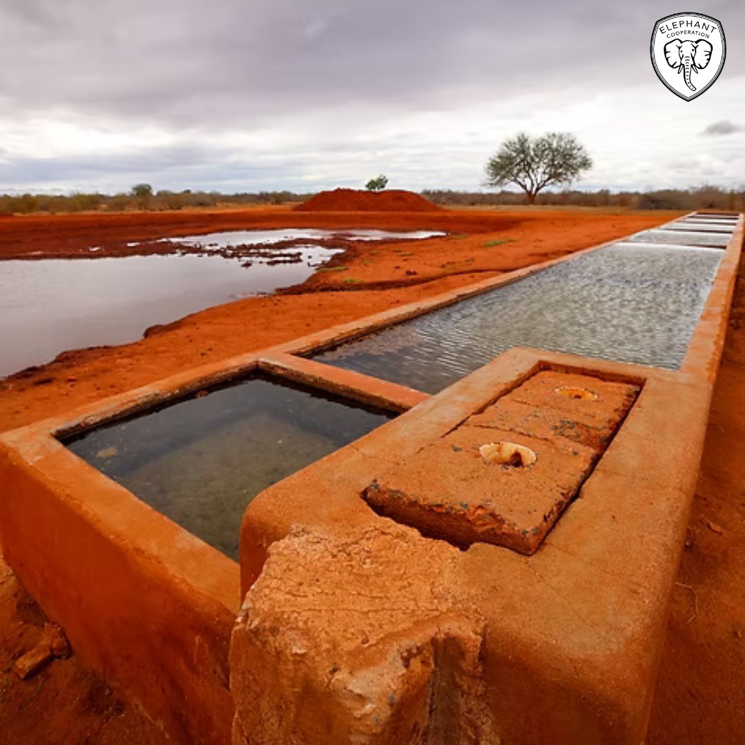 ElephantCoop's tweet image. 💧Many families in Africa walk miles daily for water—and still return empty-handed.
Our wells change that, providing clean water, restoring time, health, and harmony between people and elephants.
This is how we #CooperateToCoexist 🐘
#Elephants #WaterAccess #AfricaConservation