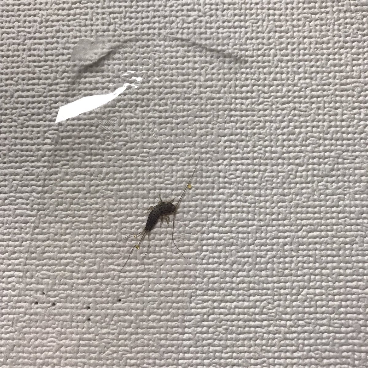 原稿を書いてたら、いきなり視界に入った虫。
これって紙魚じゃない？
と思って画像検索したら、やっぱり紙魚だった。
鵜藤さんの文章を読んだ時は、もっと糸のように細い虫だと思ってたからびっくり。
7号の表紙は北野冬子さんとわたし。大菱でシンプル。