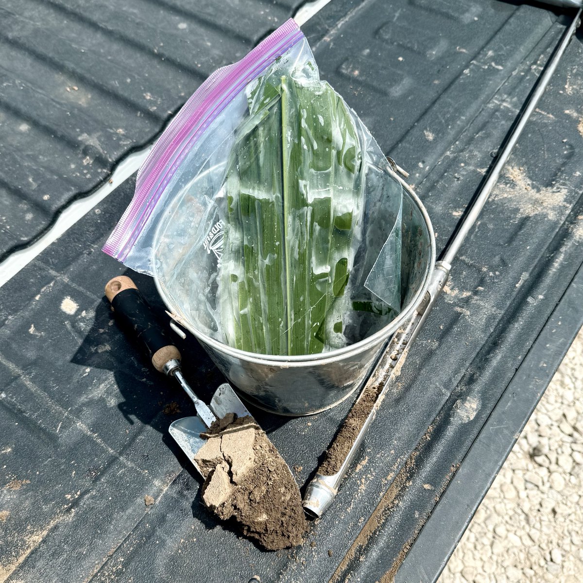 CalibratedAg's tweet image. Sap + soil = foresight.
We use rapid soil tests and sap analysis to stay ahead of nutrient issues—before your crop shows signs of stress. Call us today to get started! 📲 712.269.0445 #Agronomy #FarmingSmart #CropHealth