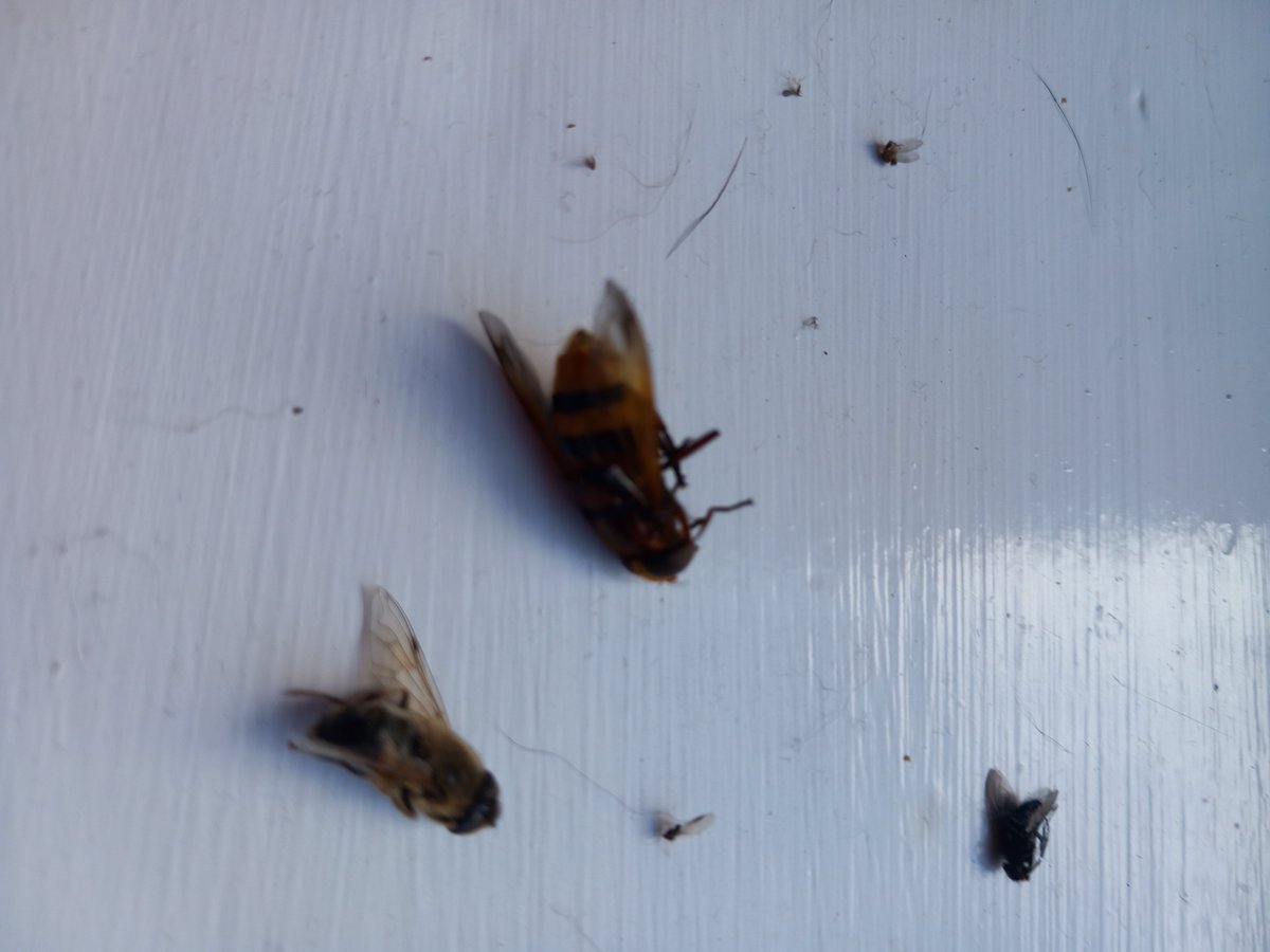 Not the best photo but can anyone identify this stripey thing?