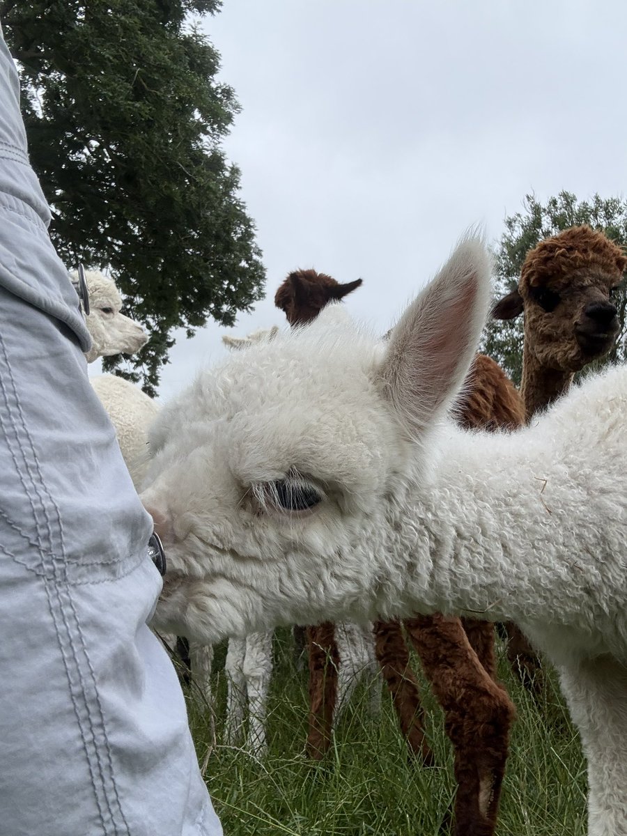 Barnacre Alpacas tweet media