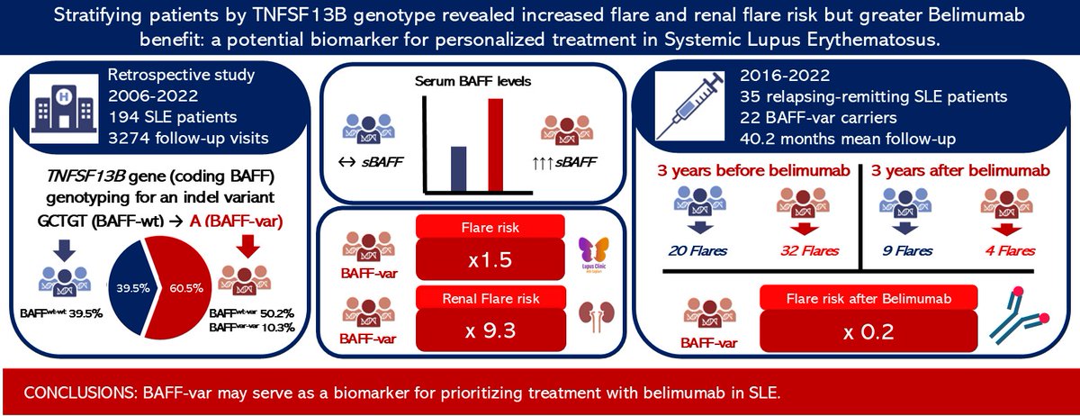 Matteo Piga (@rmd_clinic) on Twitter photo 🔊Our work on the impact of TNFSF13B (BAFF-var) variant in #SLE disease course is OPEN ACCESS in J of Autoimmunity!🤩<a href="/autoimmunitymd/">Autoimmunity Network</a>
BAFF-var confers:
⬆️serum #BAFF
📈x1.5 risk of #Flare and x9.3 of #renal flare
🛡️higher belimumab effectiveness
#lupus
sciencedirect.com/science/articl… 🔊Our work on the impact of TNFSF13B (BAFF-var) variant in #SLE disease course is OPEN ACCESS in J of Autoimmunity!🤩<a href="/autoimmunitymd/">Autoimmunity Network</a>
BAFF-var confers:
⬆️serum #BAFF
📈x1.5 risk of #Flare and x9.3 of #renal flare
🛡️higher belimumab effectiveness
#lupus
sciencedirect.com/science/articl…