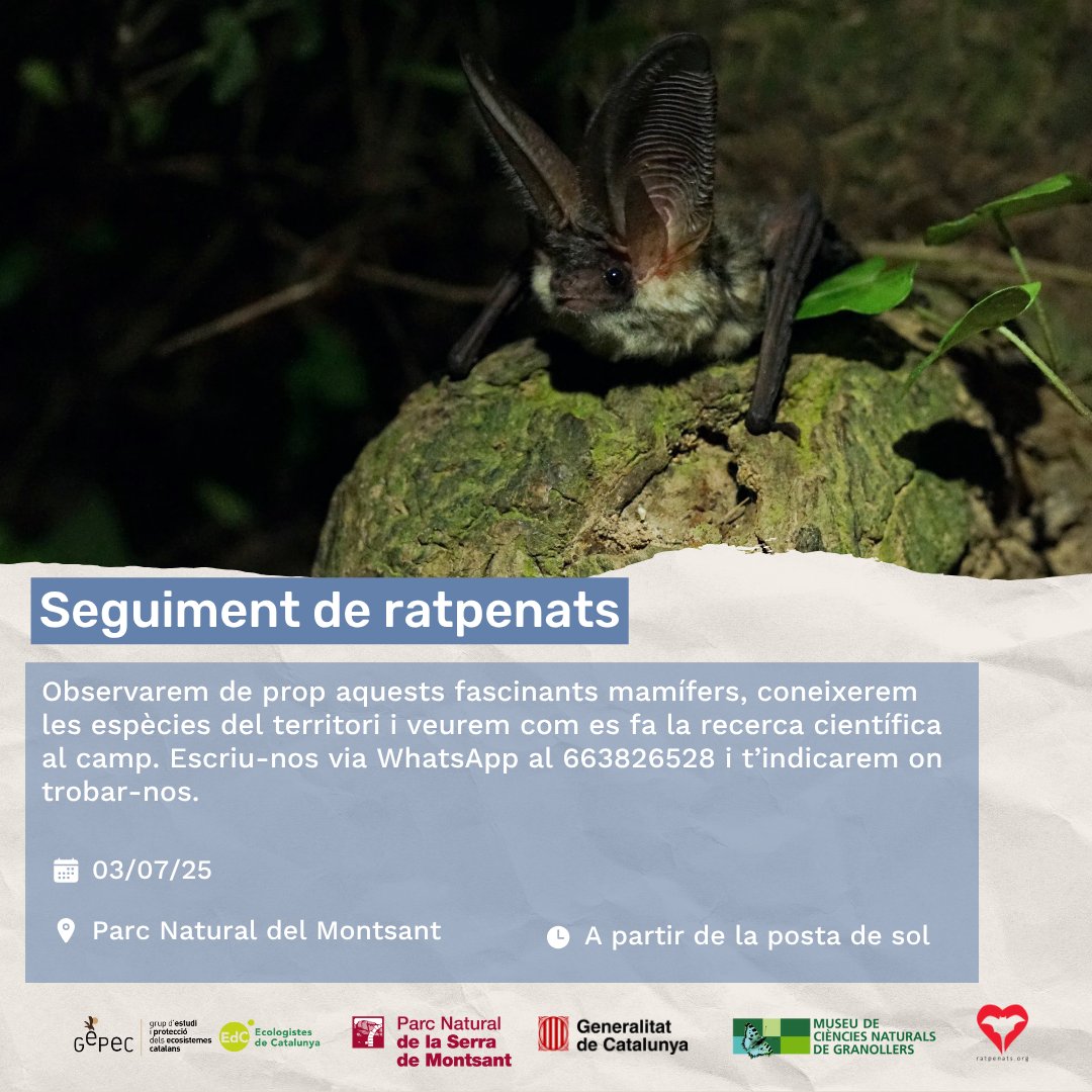 🦇Vols ajudar-nos a fer el seguiment de ratpenats al Parc Natural de la Serra del Montsant?

Dijous 3 de juliol, a partir de la posta de sol recorrerem diferents espais del Montsant on hi han caixes-refugi per fer-ne el seguiment.
