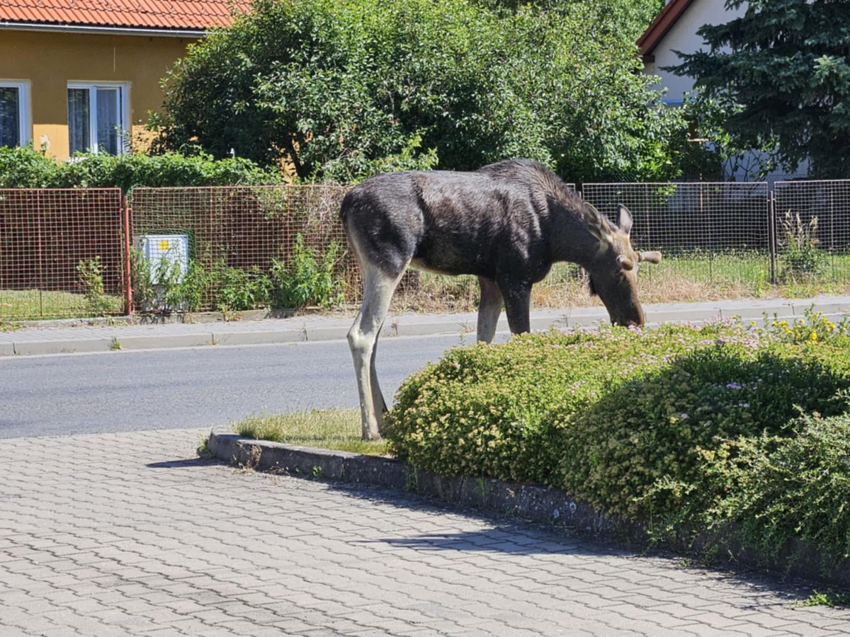 Stezka Českem v podání losa evropského! Dnes navštívil Zlín, včera si zaplaval v nádrži v nedalekém Lukově. Doputoval sem ze severu Moravy po trase Ludgeřovice - Bělotín. Tak šťastné letní putování! Foto : FB Matěj Santa Doležel