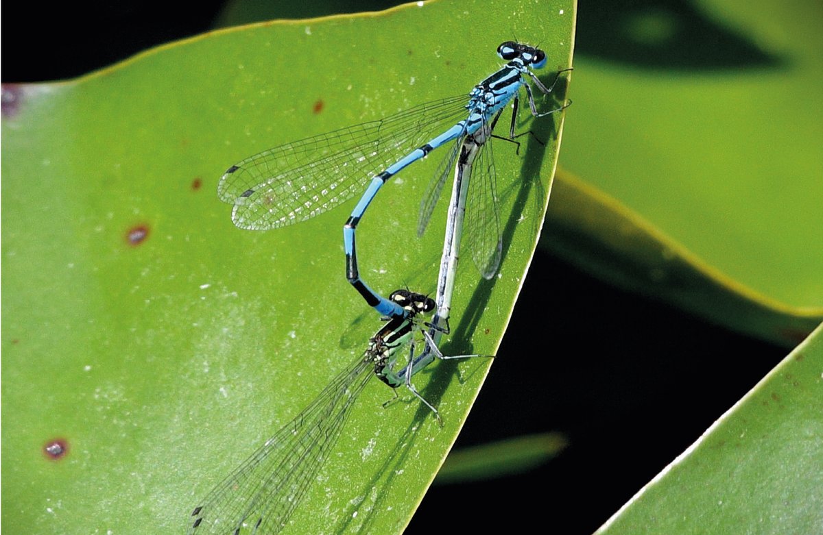 Kearsneyparks's tweet image. You may have seen small, colourful damselflies dancing in the air by the water around #KearsneyParks.
These bright insects are common around the UK during the summertime.
Thank you to Paul Yardley for this stunning image which marks July in the #KearsneyParks #calander.