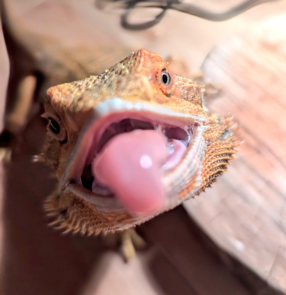 僕のだゾッッッ！！！
 #フトアゴヒゲトカゲ
 #爬虫類