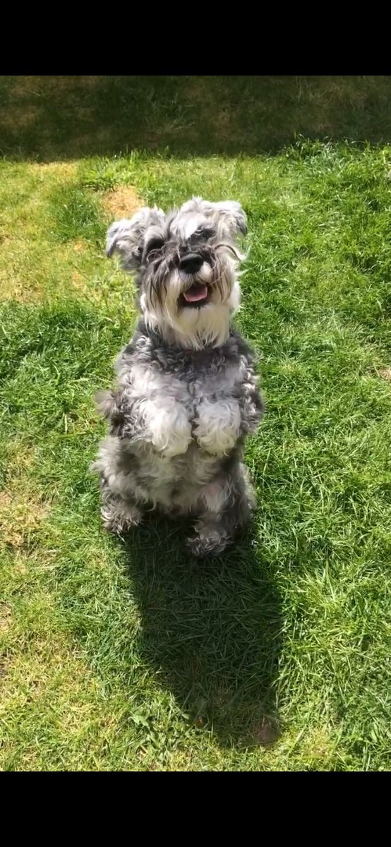 Devastated is not the word, but Baxter went over the Rainbow Bridge last night. 12 wonderful years of our happy and loving pooch. He was a very big presence in our home, so loved and very much one of the family. Run free my crazy best friend, you were a good boy #SchnauzerGang