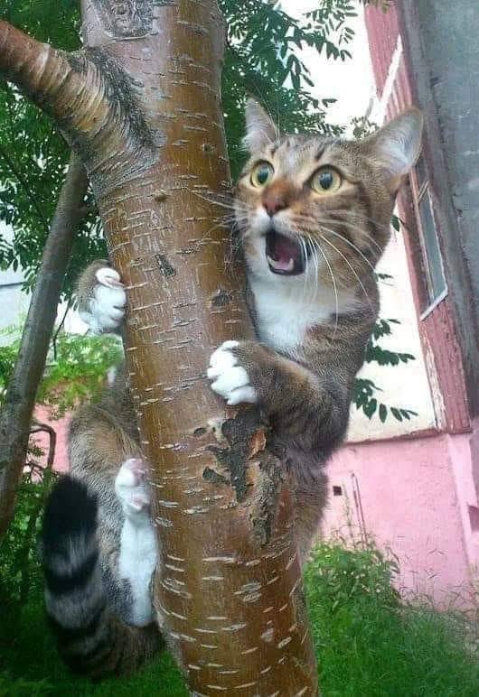 MeowWoof Pet tweet media