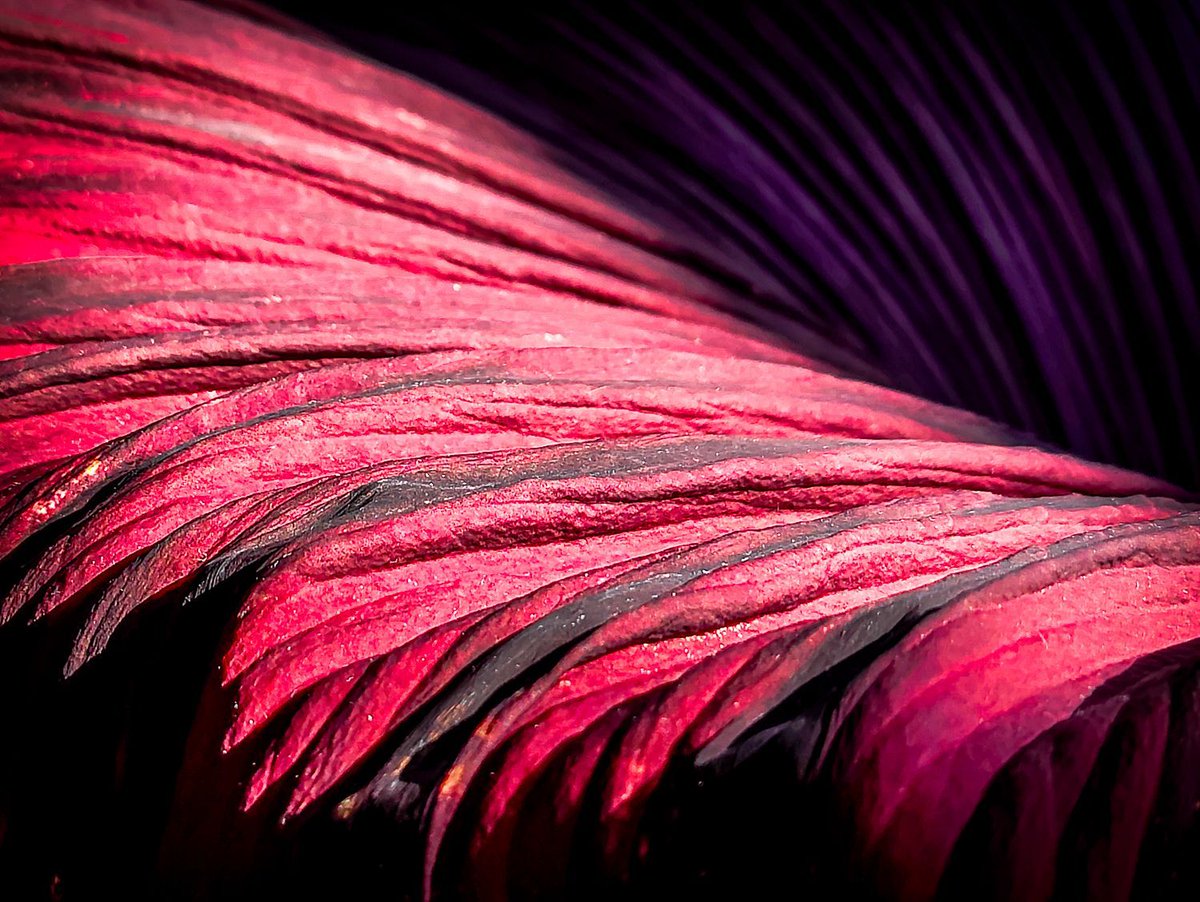 Markus Pichlmaier tweet media