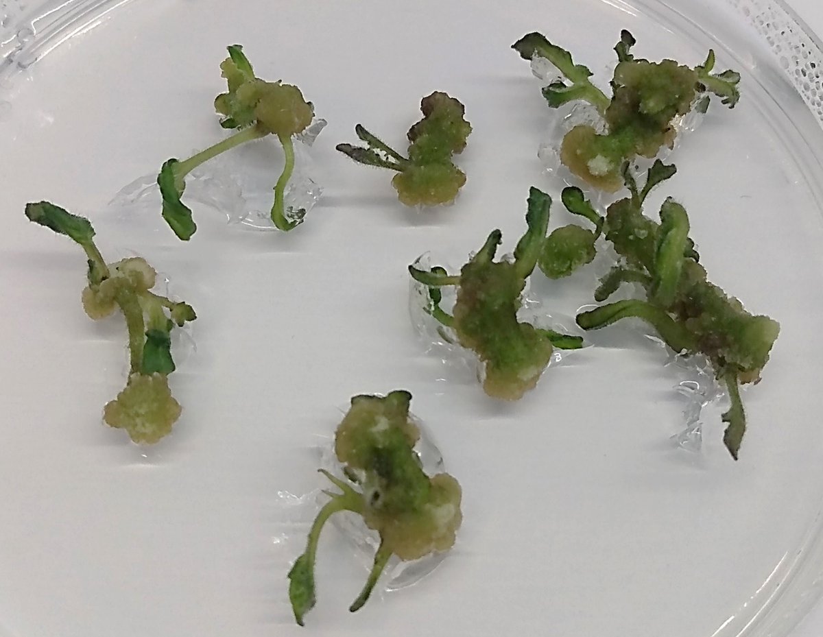 tp590's tweet image. Are you working in plant tissue culture? Have you obtained exciting results in regeneration or rooting?
Or studying mechanism of aspririn action on plant regeneration?
If so, we invite you to submit your valuable findings to our SI 
mdpi.com/journal/plants…