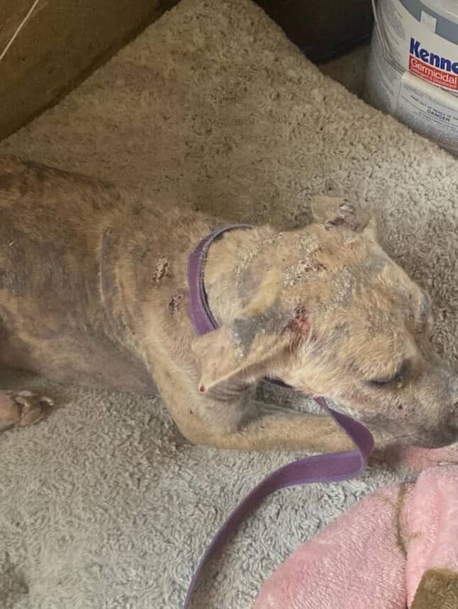AlaNNa Rizzo (@alannarizzo) on Twitter photo Morgan was found covered in wounds, scabs, mange & a lot of fur missing. <a href="/GuidrysGuardian/">Guidry's Guardian Foundation</a> would like to help cover today’s her $400 bill. Can 40 ppl donate $10? Put MORGAN on your donation. Guidrysguardian.org. Thank you. Morgan was found covered in wounds, scabs, mange & a lot of fur missing. <a href="/GuidrysGuardian/">Guidry's Guardian Foundation</a> would like to help cover today’s her $400 bill. Can 40 ppl donate $10? Put MORGAN on your donation. Guidrysguardian.org. Thank you.