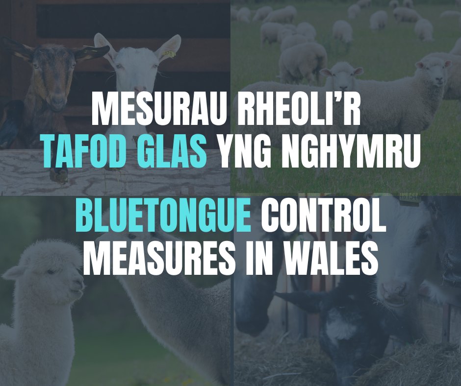 O heddiw, mae'r parth dan Gyfyngiadau'r Tafod Glas yn ymestyn ledled Lloegr, ond mae Cymru'n parhau i fod y tu allan i'r parth.

Mae angen profi anifeiliaid sy'n symud i Gymru o Loegr gyda rhai eithriadau.

Siaradwch â'ch milfeddyg am frechu i amddiffyn eich anifeiliaid.