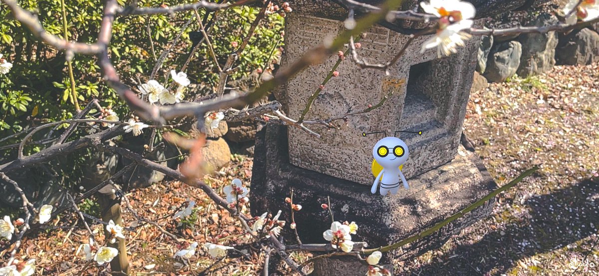 skypoke_ar's tweet photo. 金貨一枚ほどの思い出.

#ポケモンGO #GOsnapshot https://t.co/bD8ylLXMUH